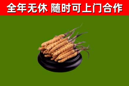 鹤岗市回收散虫草