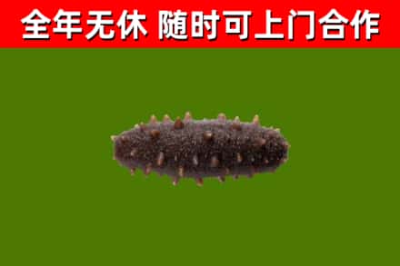 鹤岗市回收海参干